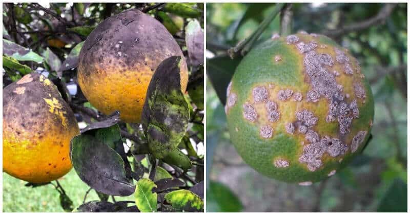 Popular Citrus Tree Diseases and Ways To Control Them