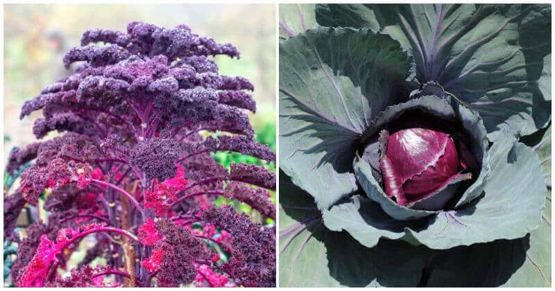 Red Vegetable Plants To Add Vivid Color In The Garden