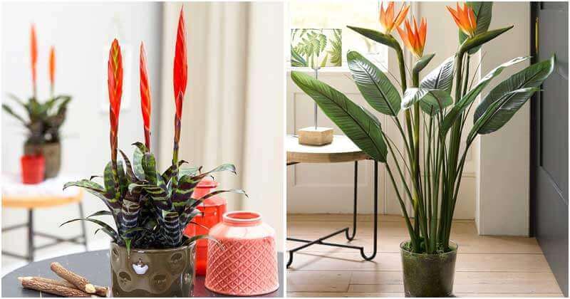Stunning Straight Plants To Grow Indoors