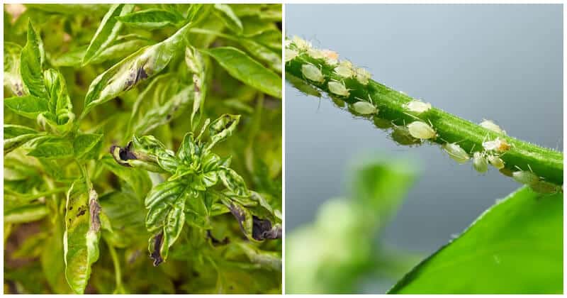 The Most Common Basil Herb Diseases and Pests You Should Know