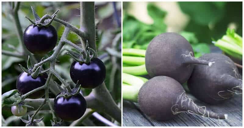Unique Black Vegetables To Grow In The Garden