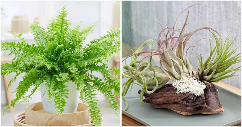 15 Indoor Plants That Can Reduce Humidity in Your Bathroom