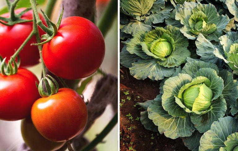 22 Plants To Grow Side-By-Side In Your Garden