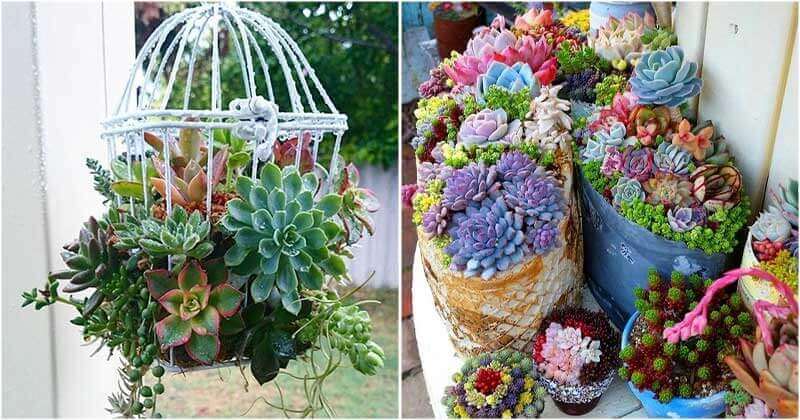 30 Pictures That Prove Succulents Can Thrive Anywhere