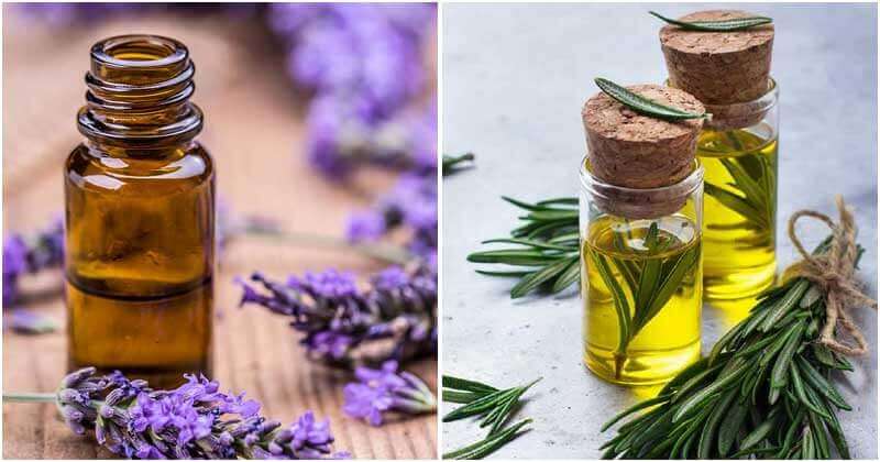 10 Best Essential Oils For Gardening You Should Know