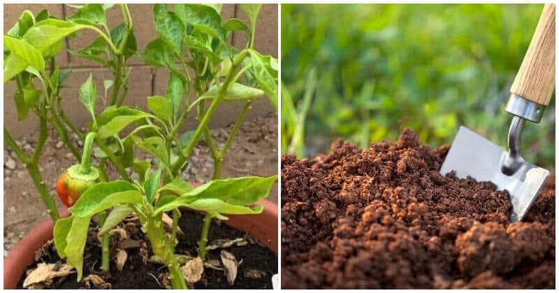 10 Common Mistakes When Growing Peppers That You Should Know To Avoid