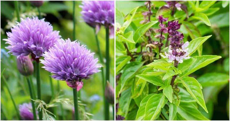 10 Herbs That Have Beautiful Purple Flowers