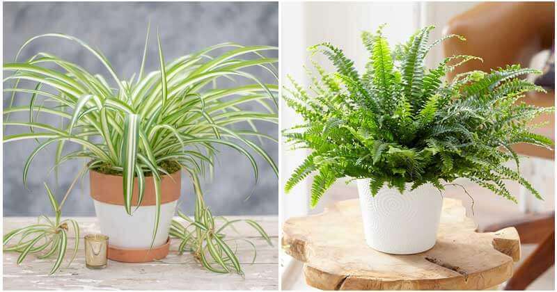 11 Air Purifying Indoor Plants Safe For Your Cats