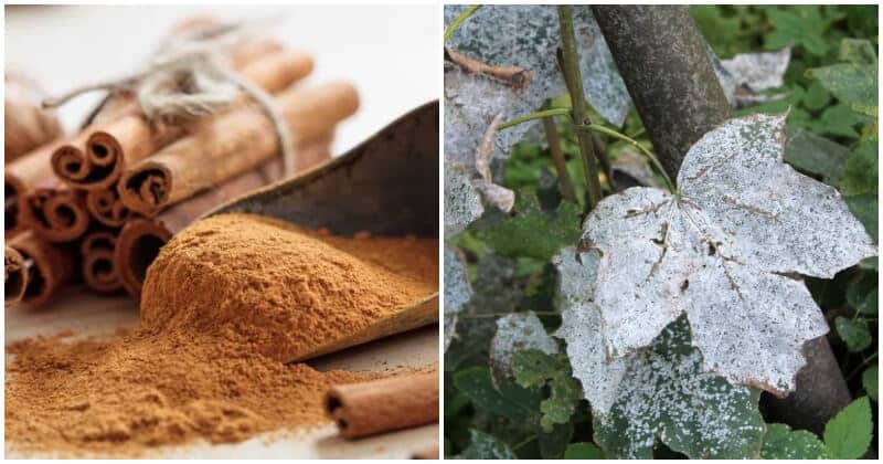 11 Amazing Cinnamon Uses In Your Garden