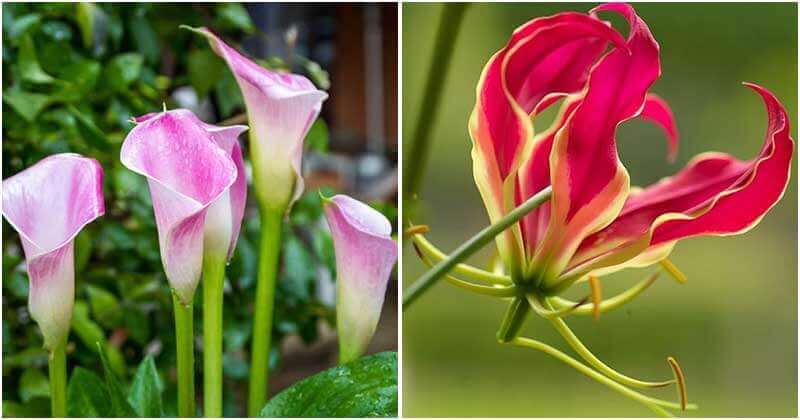 11 Stunning Summer Blooming Bulbs