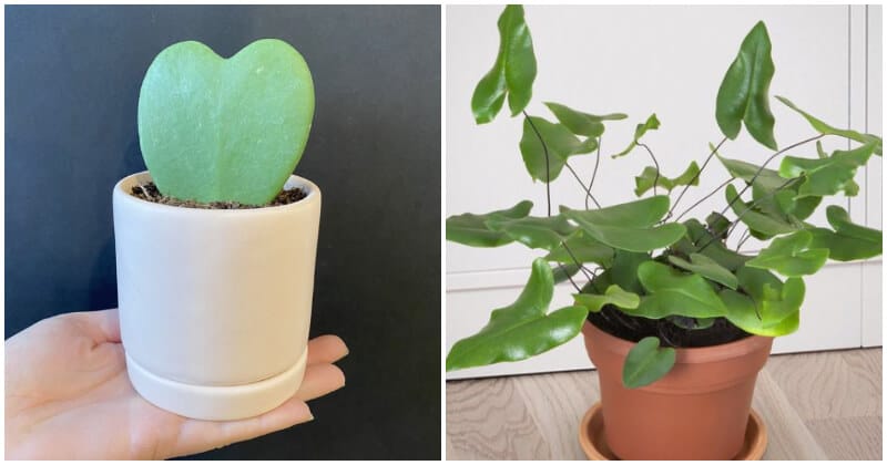 11 Unique Heart-Shaped Leaf Houseplants To Bring Romantic Vibes To Your Home