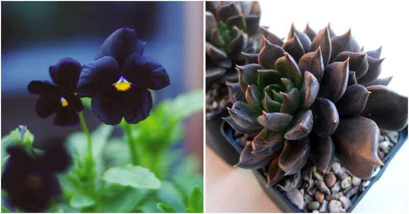 12 Best Black Indoor Plants For Your Home