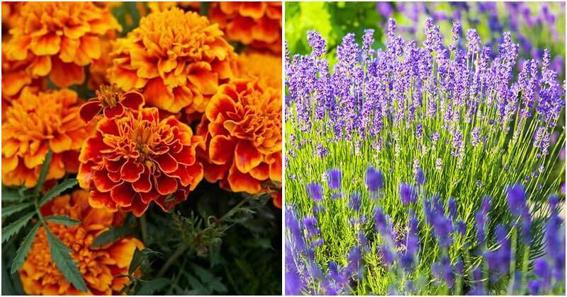 12 Best Flowers To Grow In Vegetable Garden