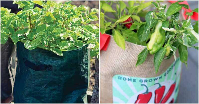 12 Best Grow-In-Bag Plants You Should Know