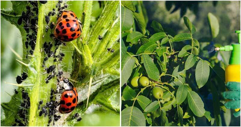 12 Chemical-Free Tools To Get Rid Of Aphids