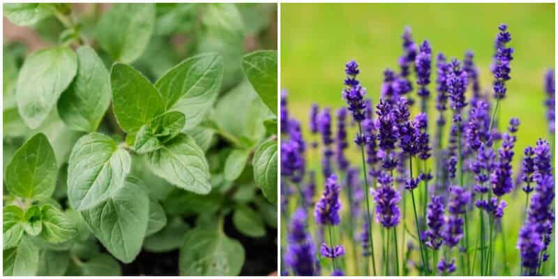 12 Plants and Herbs That Can Repel Insects In The Garden