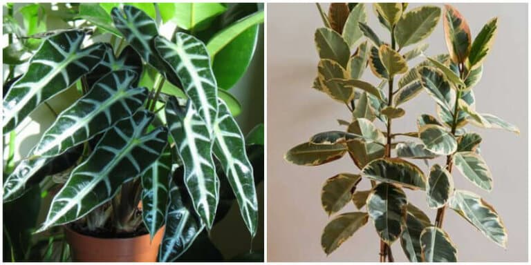 12 Stunning Plants With Waxy Leaves Home Decor Ideas