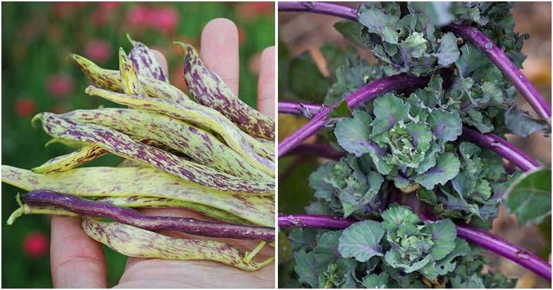 12 Unique Vegetables You Should Grow This Year