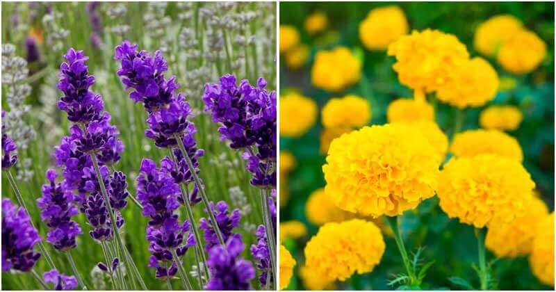 13 Best Plants That Scare Off Flies And Bugs