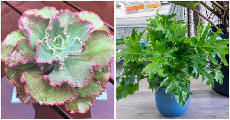 14 Cut Foliage Houseplant Varieties To Give Your Home A Fanciful Beauty