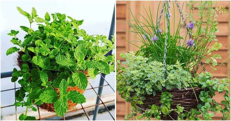 14 Herbs That Look Pretty On Hanging Baskets