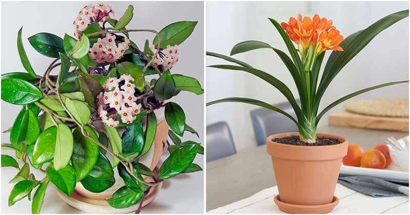 14 Indoor Plants That You Can Grow In Dry Air