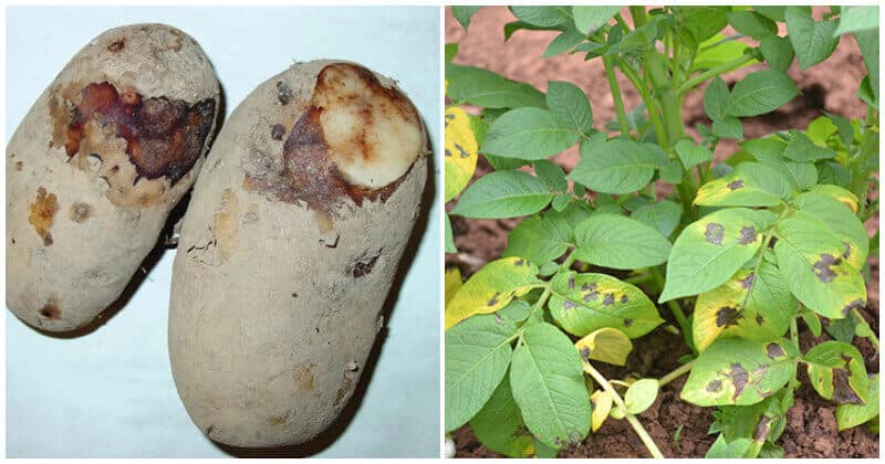 14 Most Common Potato Diseases and Pests, and Some Ways to Remove Them