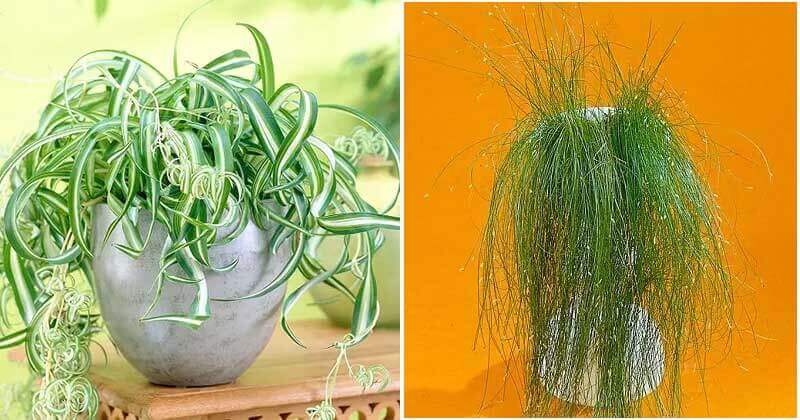 14 Strange Houseplants That Look Like Hair Strands