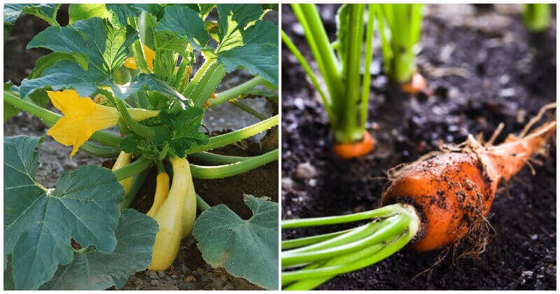 15 Companion Vegetables and Herbs To Grow Together
