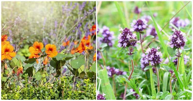 16 Edible Ground Cover Plants