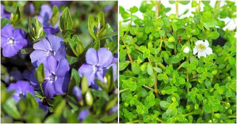 17 Plants That Can Improve Your Memory and Concentration