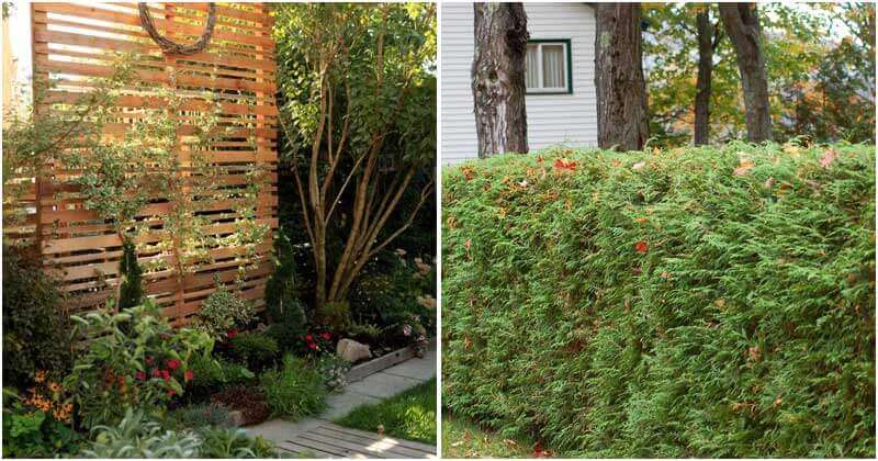 18 Inspiring Ideas To Create Privacy For Your Backyard