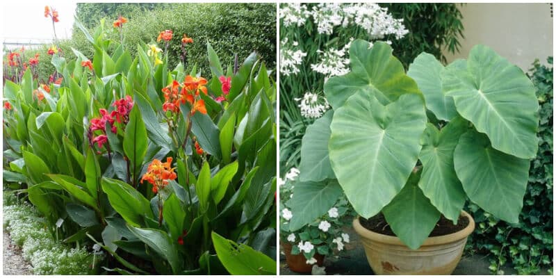 18 Stunning Tropical Plants To Grow In Your Yard