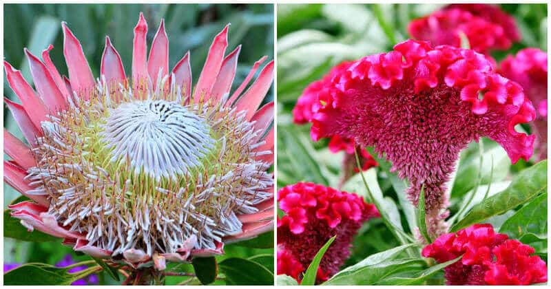 20 Beautiful Flowers With The Biggest Blooms For Your Yard