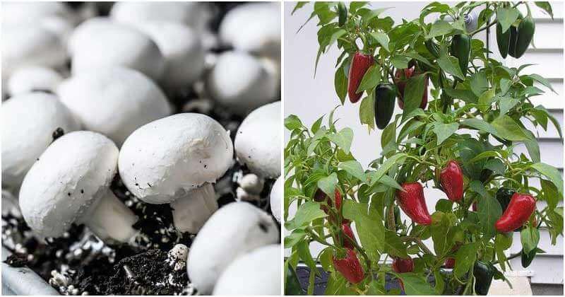 20 Edible Plants That You Can Grow Indoors Easily
