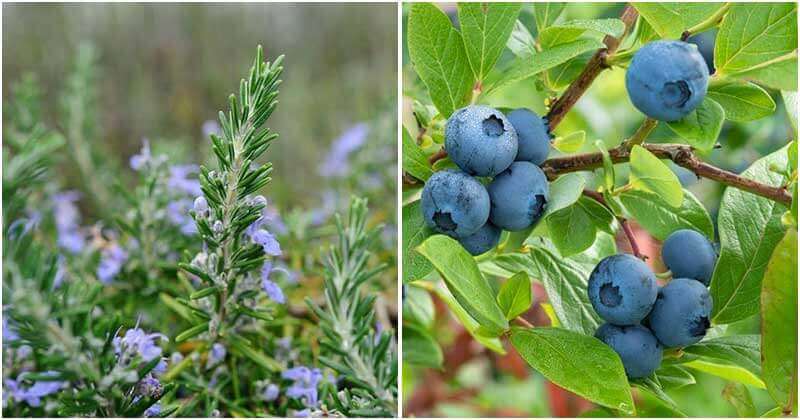 20 Plants That Boost Your Memory And Concentration