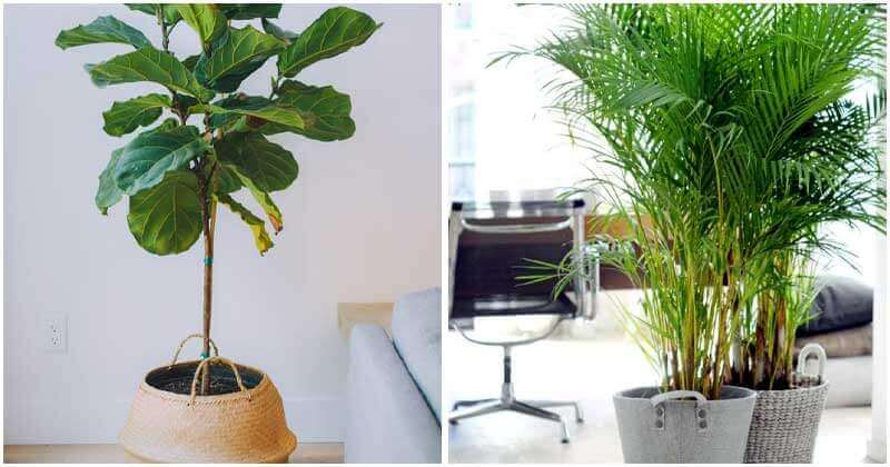 25 Best Tall Indoor Plants For Home And Office