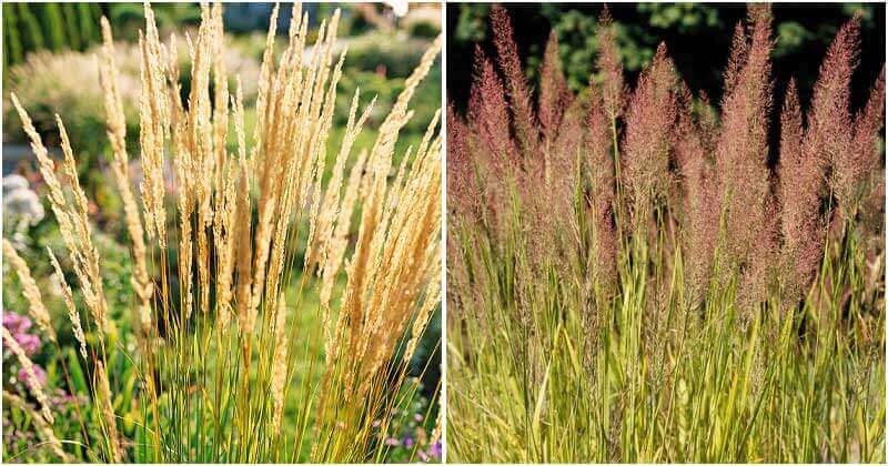 25 Most Beautiful Ornamental Grasses For Garden
