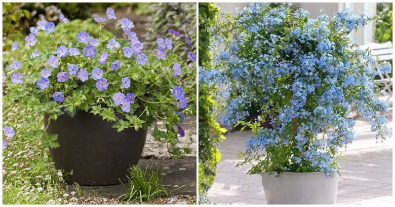 30 Best Beautiful Blue Flowers To Grow In Your Containers