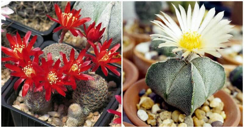 30 Fanciful Flowering Cactus Plants