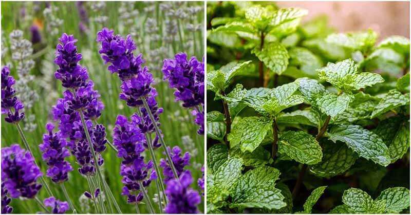 30 Medicinal Plants That You Should Grow In Your Garden