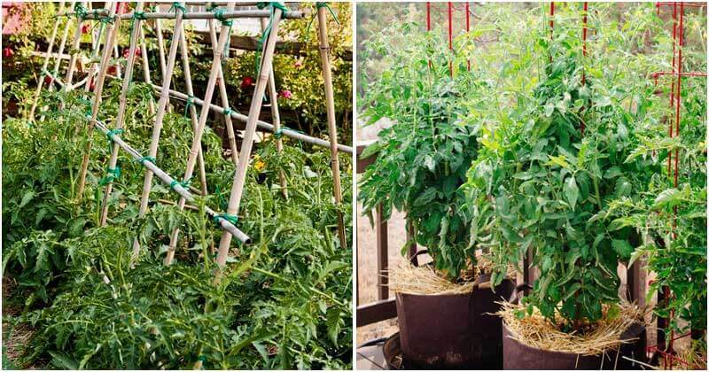 30 Tomato Support Ideas For Better Yield