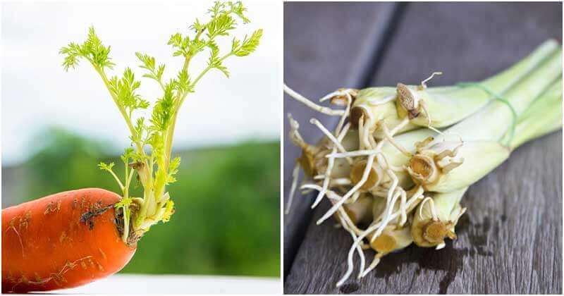 30 Vegetables, Herbs, Fruits That You Regrow From Kitchen Scraps Any Time