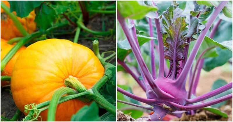 30 Vegetables Highest in Calcium To Grow At Home