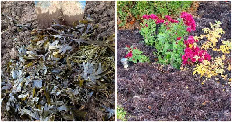 5 Amazing Uses Of Seaweed For Your Garden