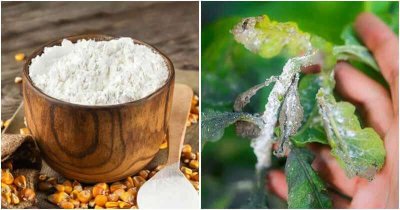 6 Amazing Uses Of Cornstarch For Your Garden