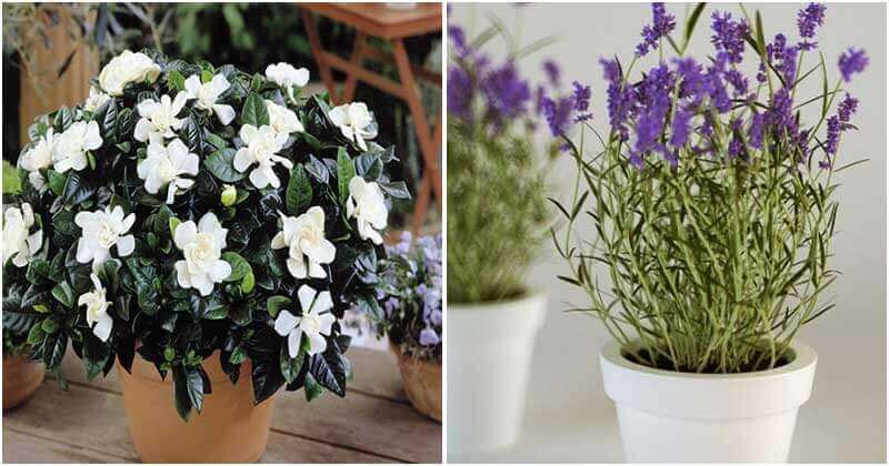 6 Best Fragrant Indoor Plants
