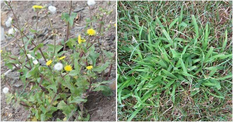 6 Common Weeds and Effective Ways To Control Them In Your Garden