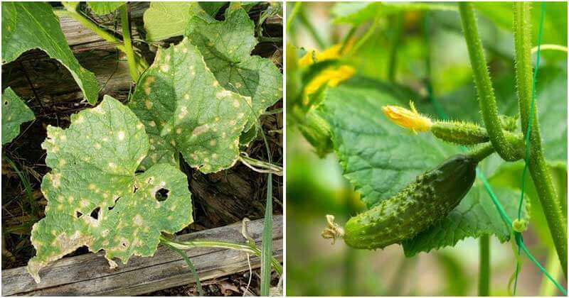 8 Common Cucumber Growing Mistakes You Should Know To Avoid