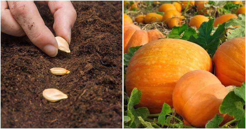 8 Mistakes to Avoid When Growing Pumpkins
